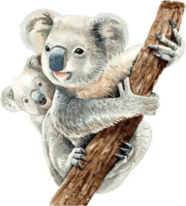 Koala familie