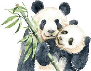 Panda familie